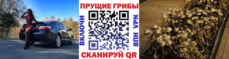 Купить  Сенгилей  Псилоцибиновые грибы MAGIC MUSHROOMS 
